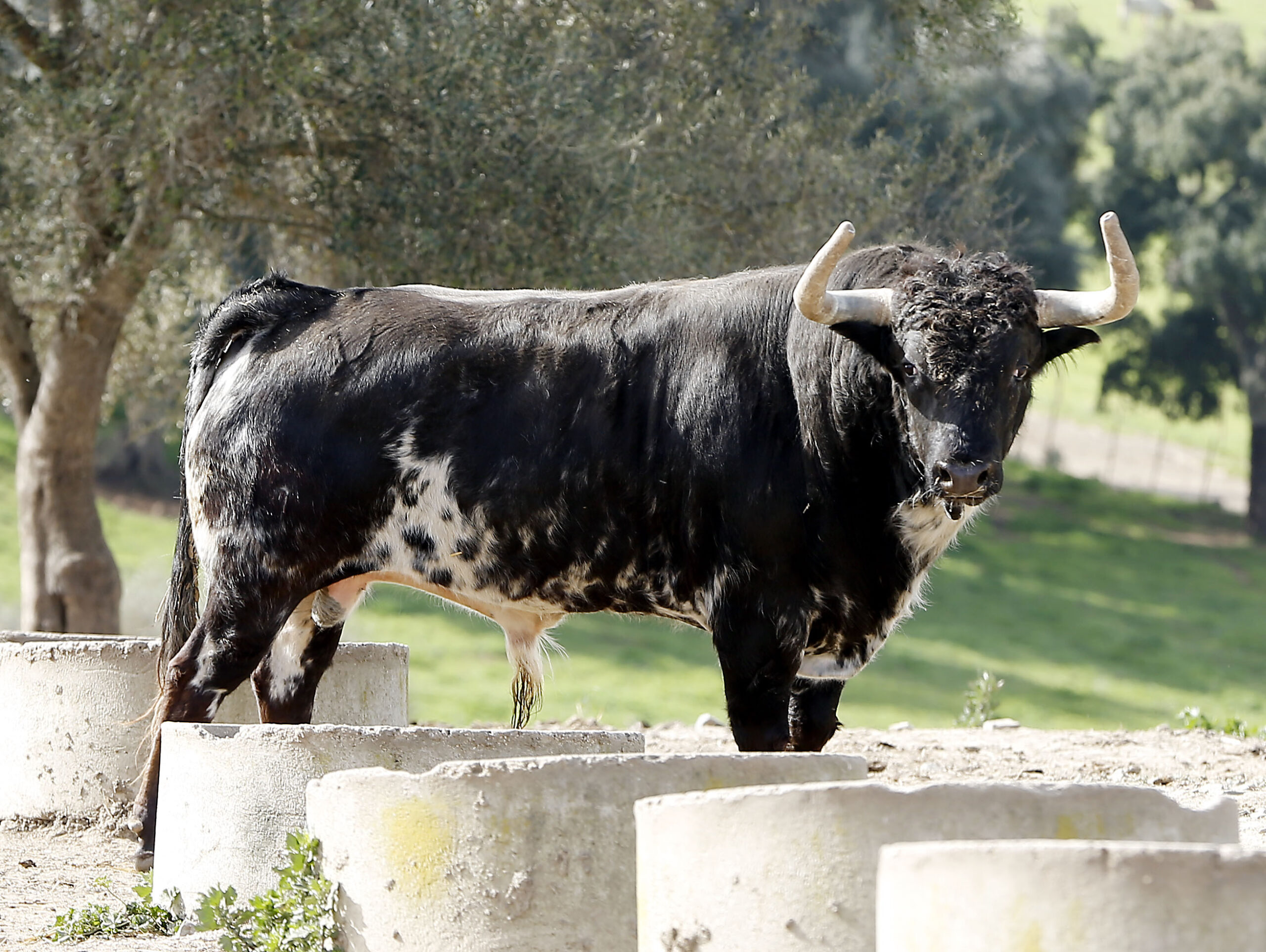 Feria de Pentecostés 2019. Toros de Toros de El Torero para Nimes