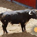 Novillos de Soto de la Fuente para el 13 de junio en Sevilla.