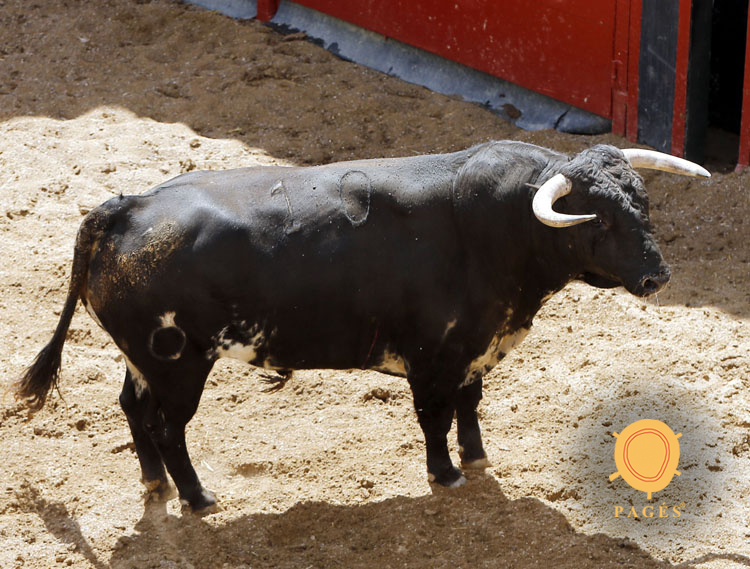 Novillos de Soto de la Fuente para el 13 de junio en Sevilla.