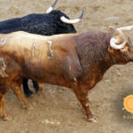 Novillos de Dolores Rufino para Sevilla. 6 de junio de 2019.