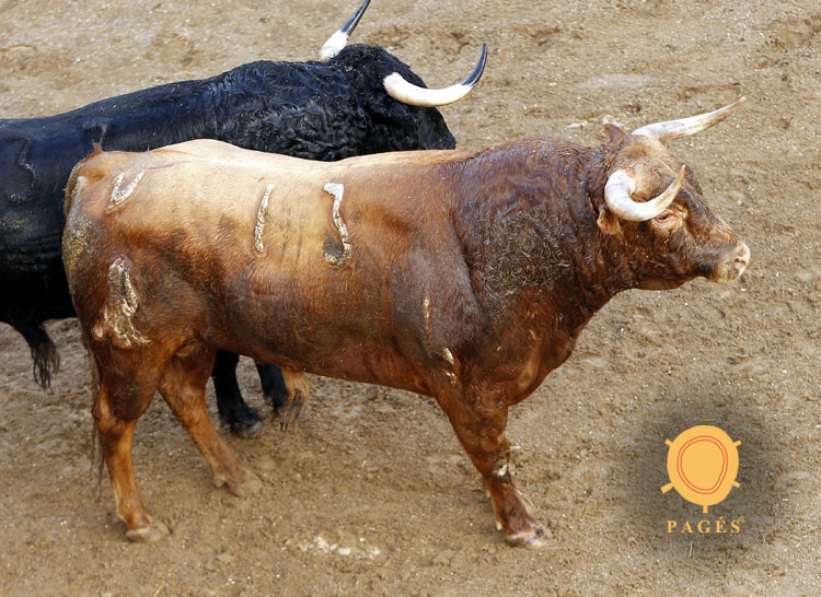 Novillos de Dolores Rufino para Sevilla. 6 de junio de 2019.