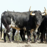 Feria de Pentecostés 2019. Toros de Toros de El Torero para Nimes