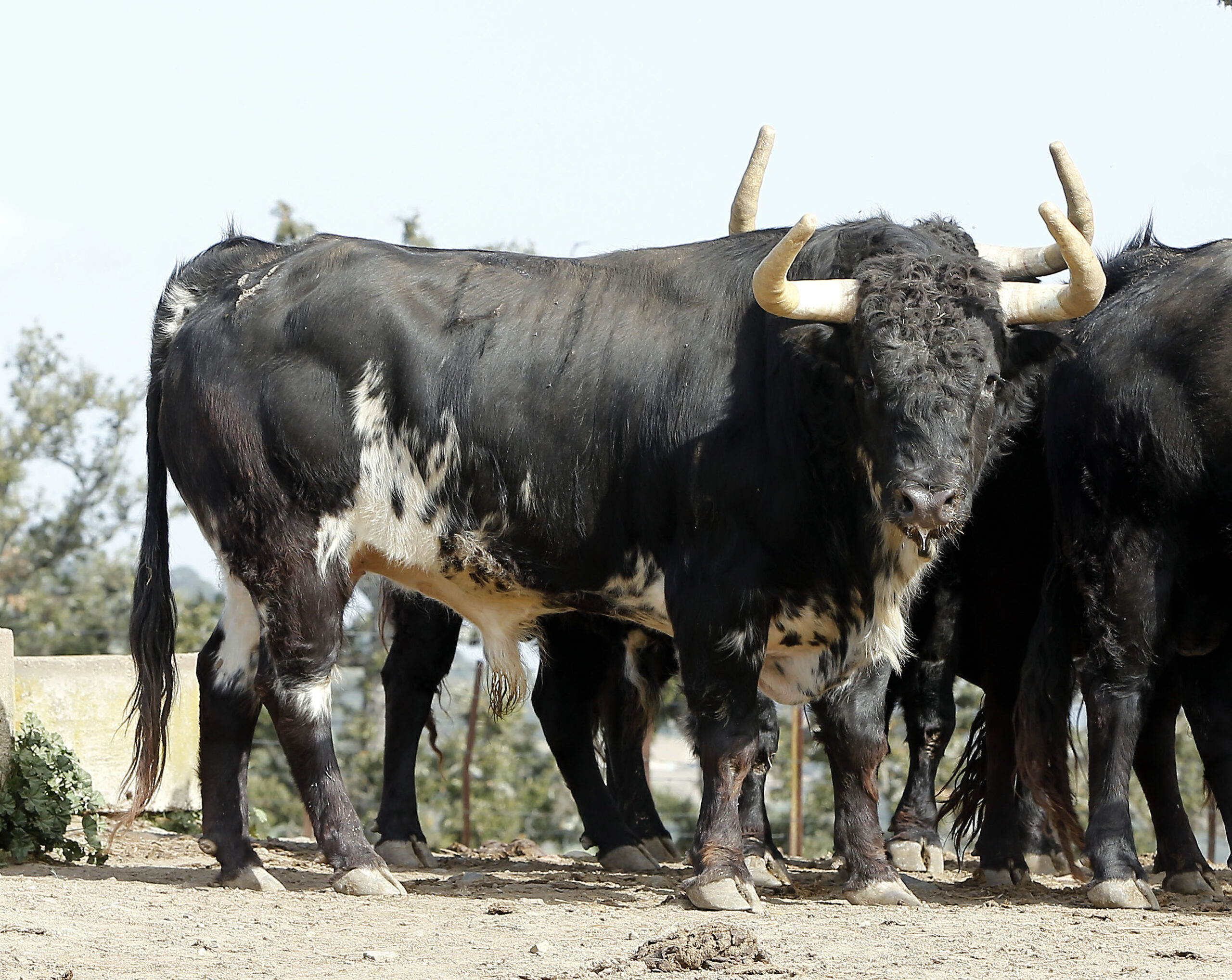 Feria de Pentecostés 2019. Toros de Toros de El Torero para Nimes