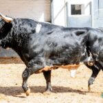 Sorteo. Madrid, domingo 23 de junio de 2019