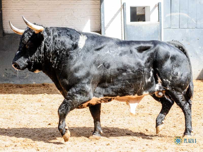 Sorteo. Madrid, domingo 23 de junio de 2019