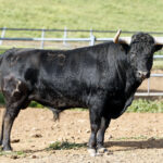 Feria de Pentecostés 2019. Toros de Toros de Jandilla-Vegahermosa para Nimes