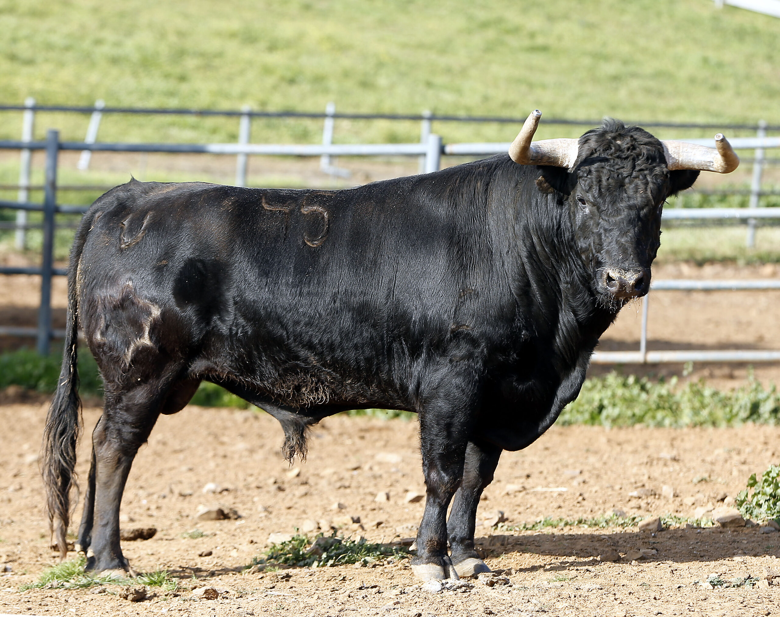 Feria de Pentecostés 2019. Toros de Toros de Jandilla-Vegahermosa para Nimes