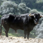 Feria de Pentecostés 2019. Toros de Toros de El Torero para Nimes