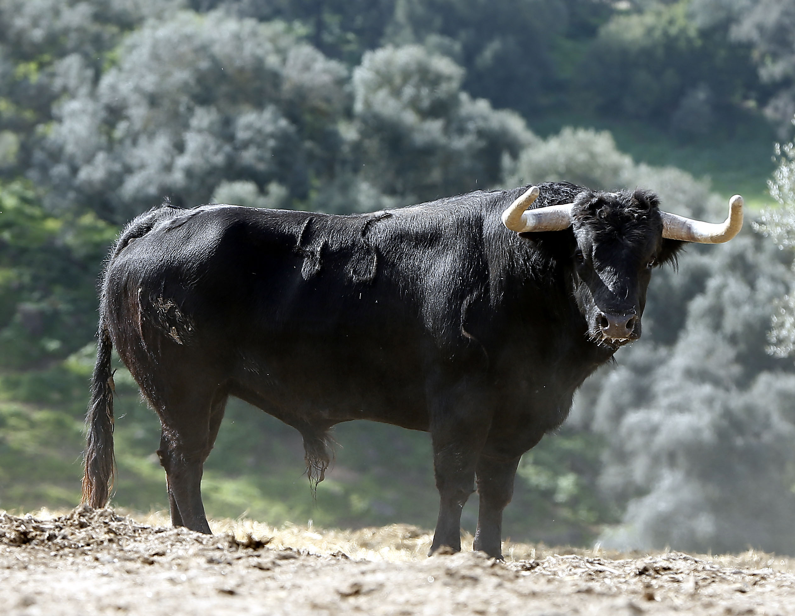 Feria de Pentecostés 2019. Toros de Toros de El Torero para Nimes