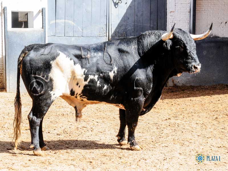 Sorteo. Madrid, domingo 23 de junio de 2019