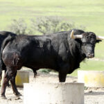 Feria de Pentecostés 2019. Toros de Toros de El Torero para Nimes