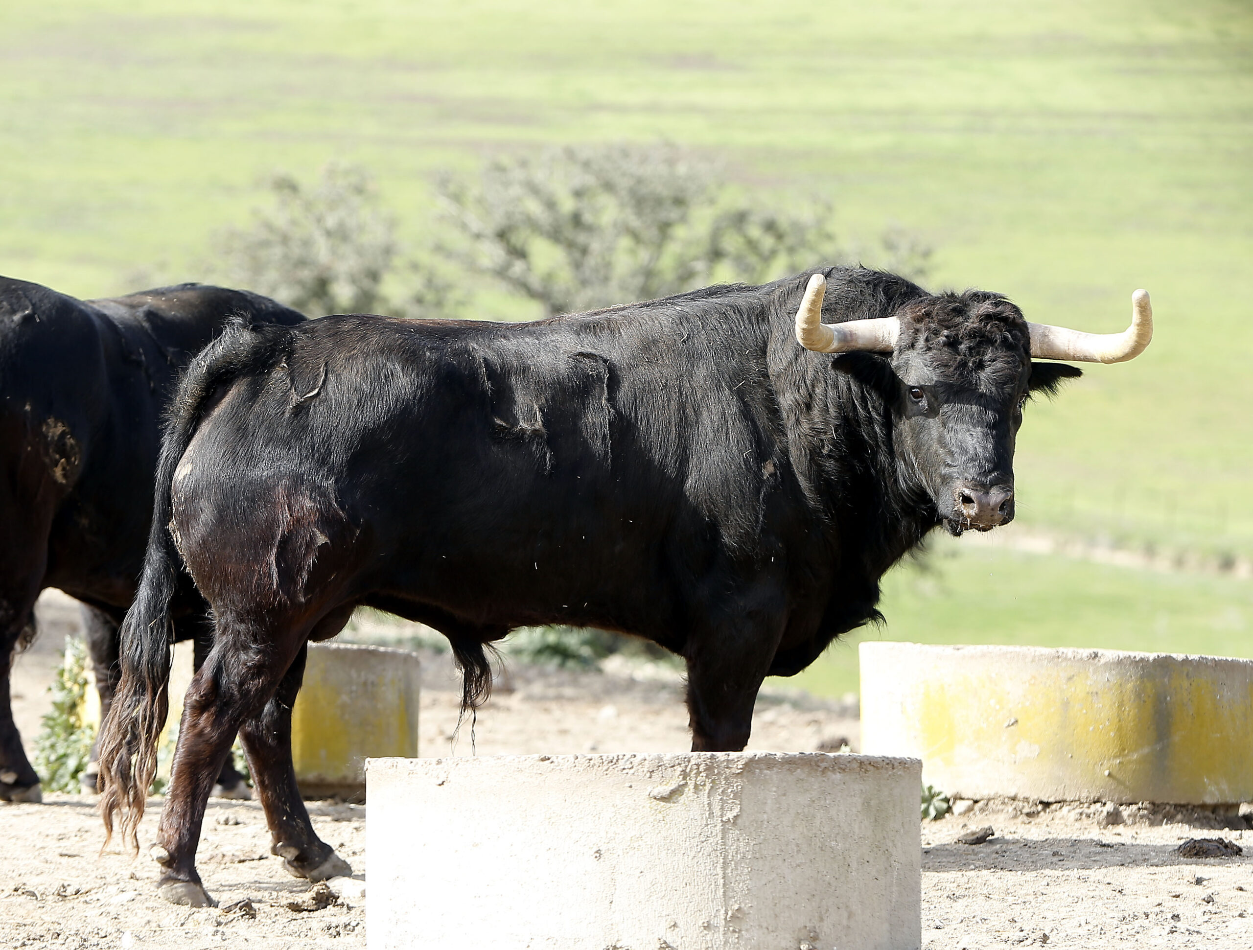 Feria de Pentecostés 2019. Toros de Toros de El Torero para Nimes