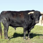 Feria de Pentecostés 2019. Toros de Toros de Juan Pedro Domecq para Nimes