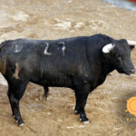 Novillos de Dolores Rufino para Sevilla. 6 de junio de 2019.