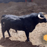 Novillos de Soto de la Fuente para el 13 de junio en Sevilla.