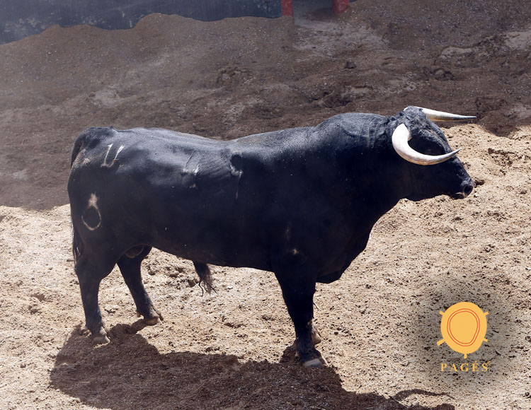 Novillos de Soto de la Fuente para el 13 de junio en Sevilla.