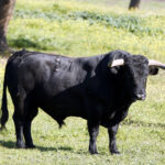 Los toros de Cuadri para el 13 de junio de 2019
