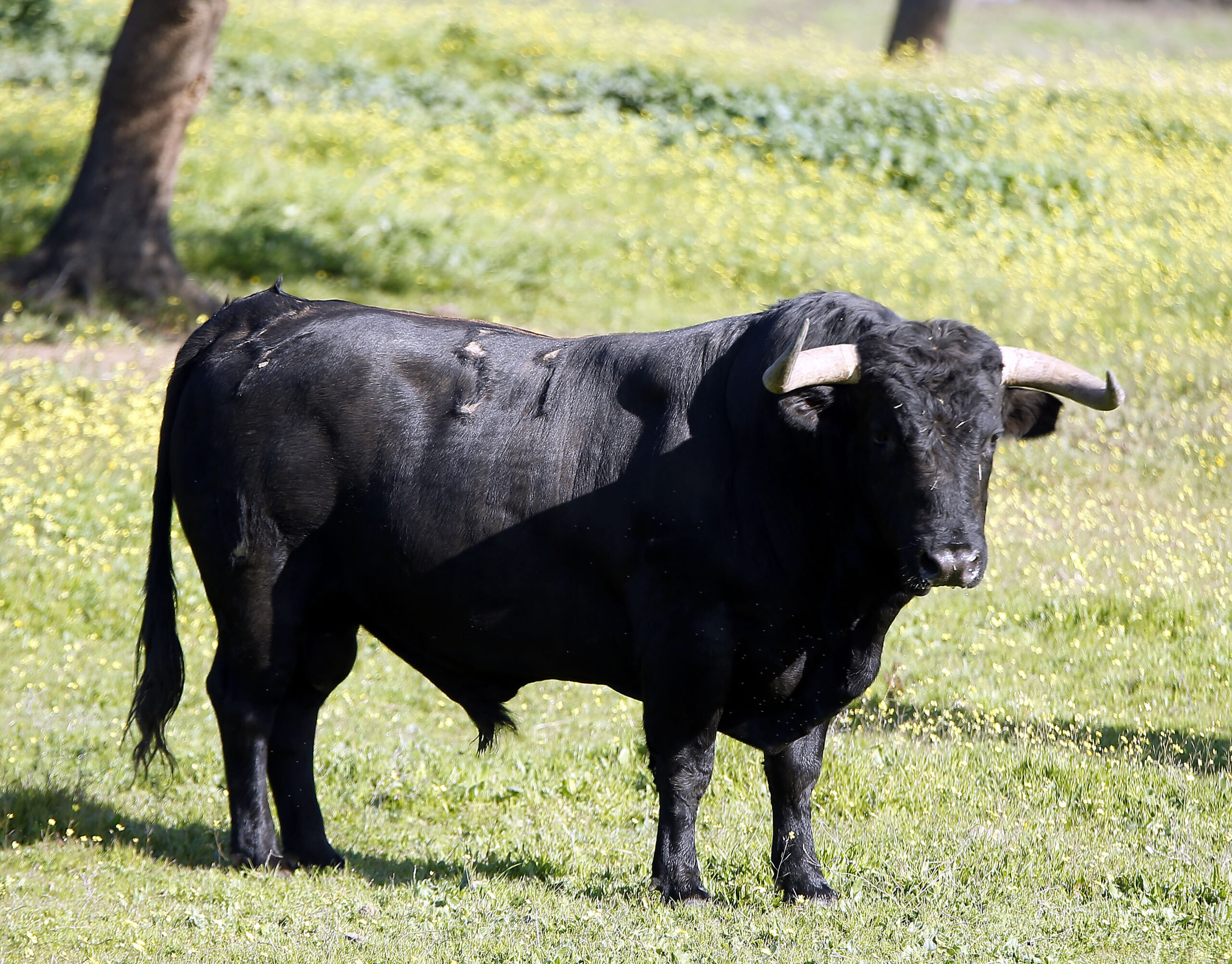 Los toros de Cuadri para el 13 de junio de 2019