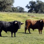 Los toros de Cuadri para el 13 de junio de 2019