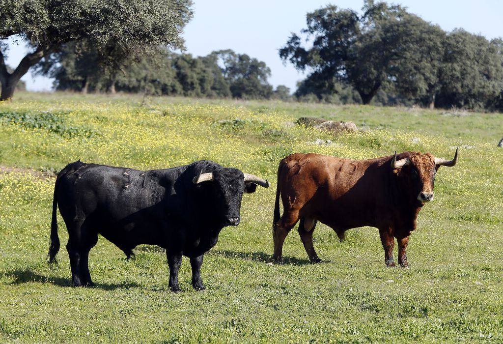 Los toros de Cuadri para el 13 de junio de 2019