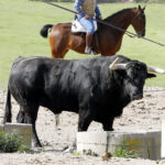 Feria de Pentecostés 2019. Toros de Toros de El Torero para Nimes