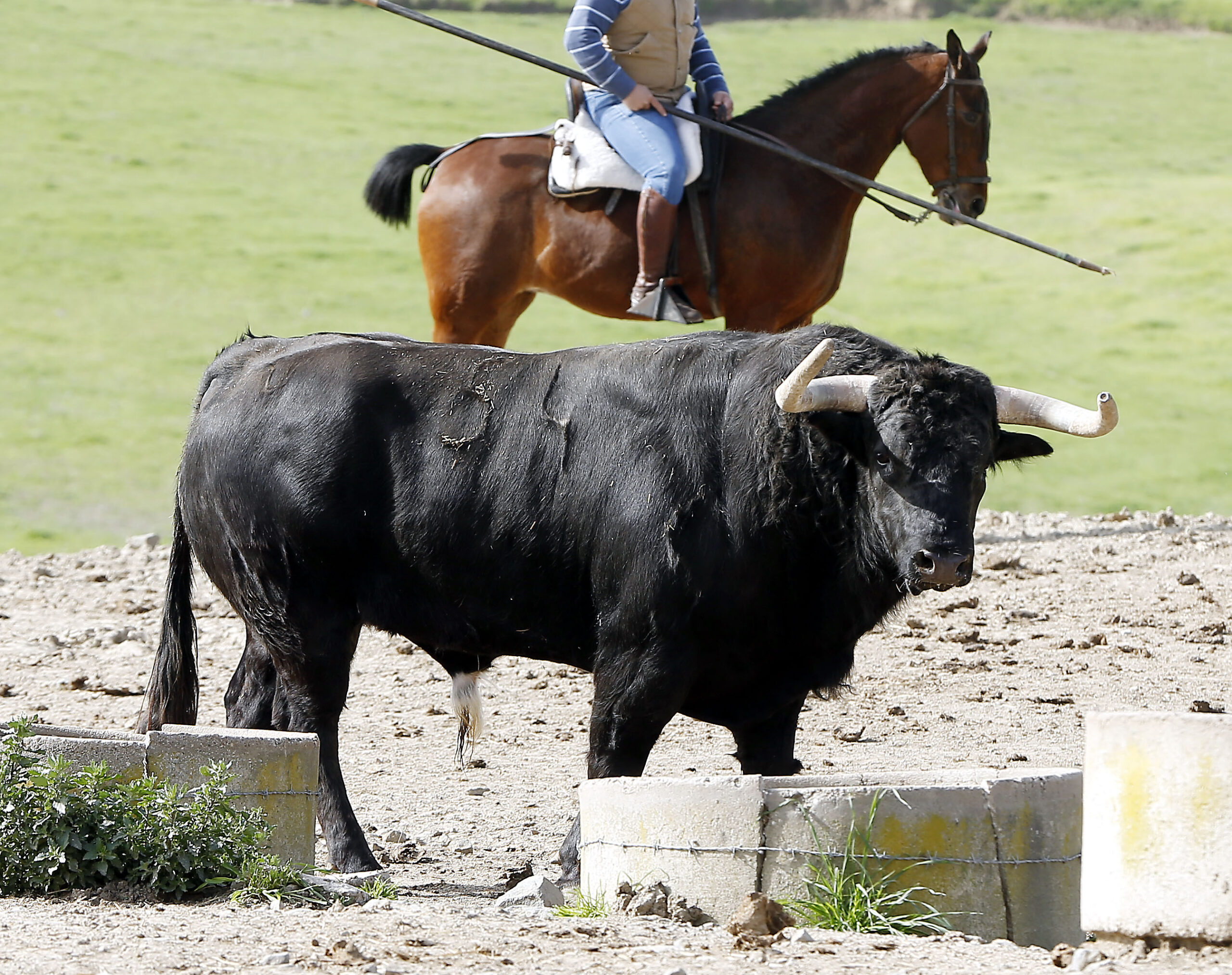 Feria de Pentecostés 2019. Toros de Toros de El Torero para Nimes