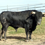 Feria de Pentecostés 2019. Toros de Toros de Jandilla-Vegahermosa para Nimes