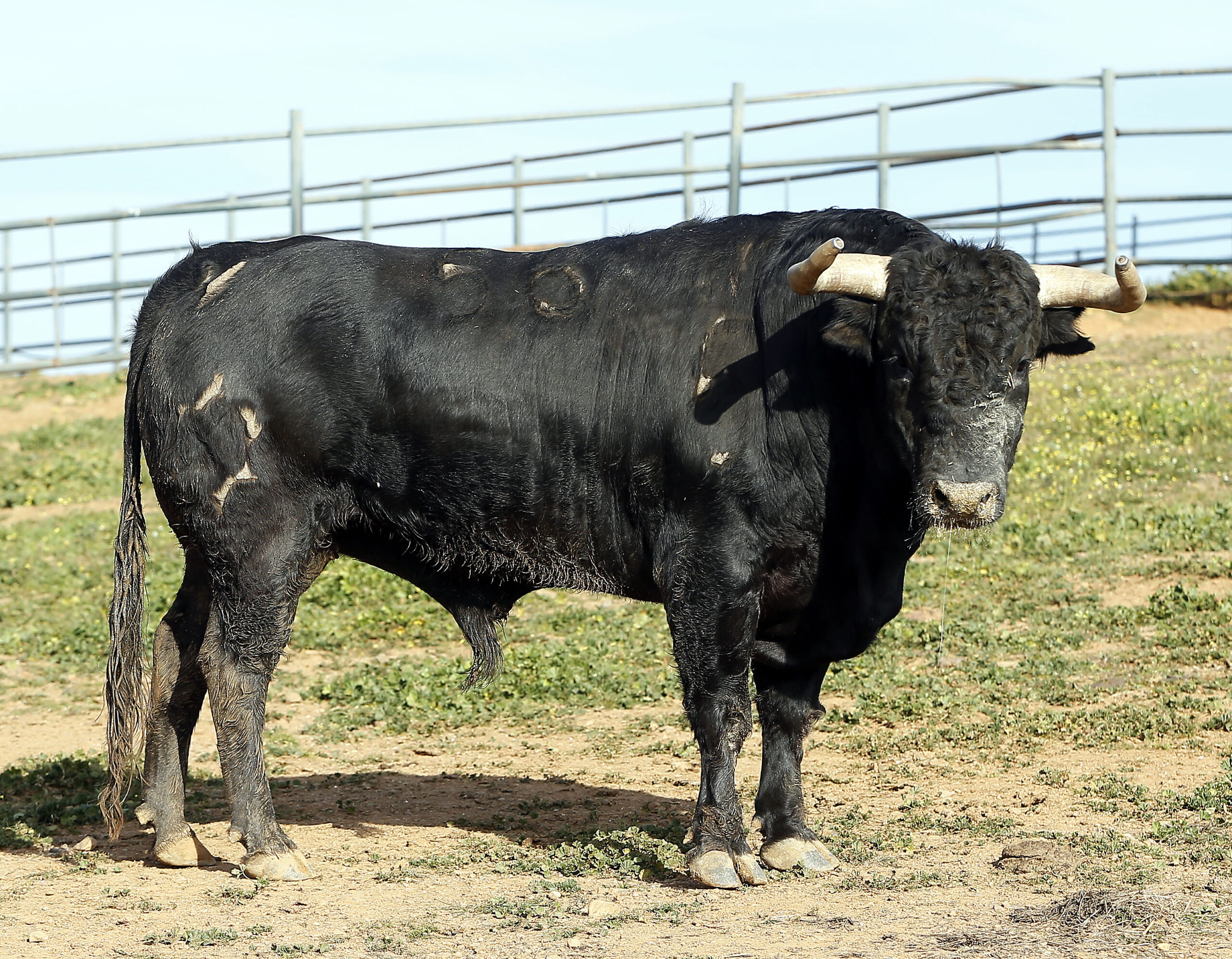 Feria de Pentecostés 2019. Toros de Toros de Jandilla-Vegahermosa para Nimes