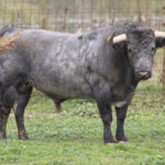 Feria de Pentecostés 2019. Toros de Victorino Martín para Nimes