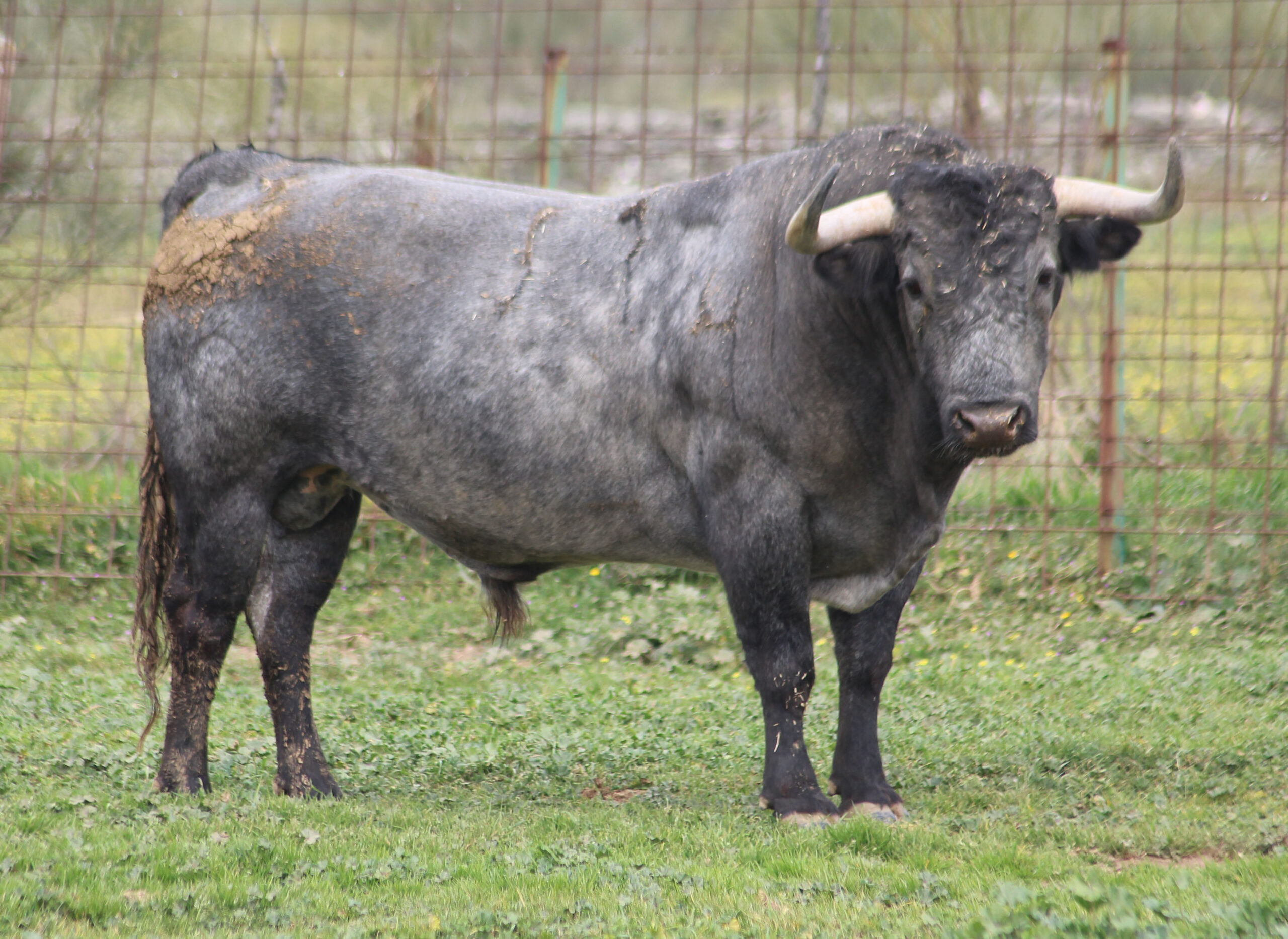 Feria de Pentecostés 2019. Toros de Victorino Martín para Nimes