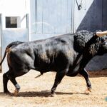 Sorteo. Madrid, domingo 9 de junio de 2019