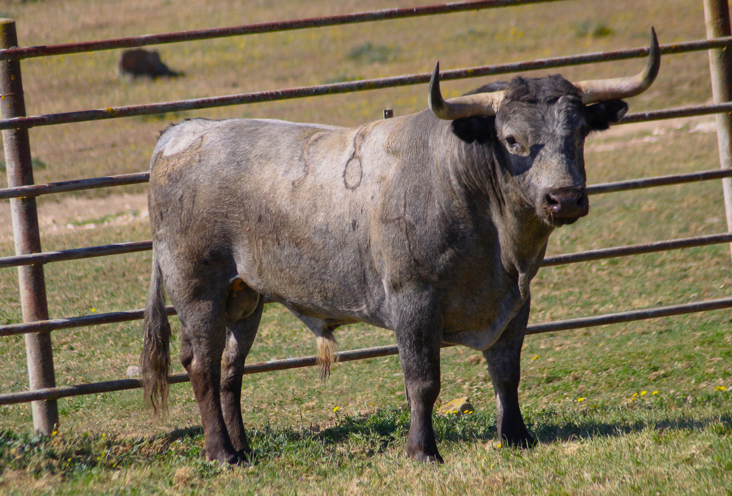 Feria de Pentecostés 2019. Toros de Victorino Martín para Nimes