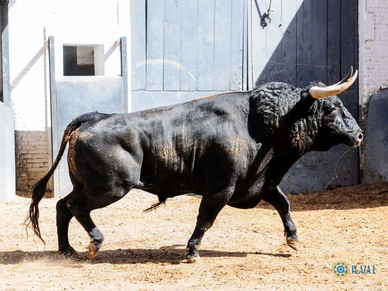 Sorteo. Madrid, domingo 9 de junio de 2019