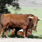 Feria de Pentecostés 2019. Toros de Toros de El Torero para Nimes