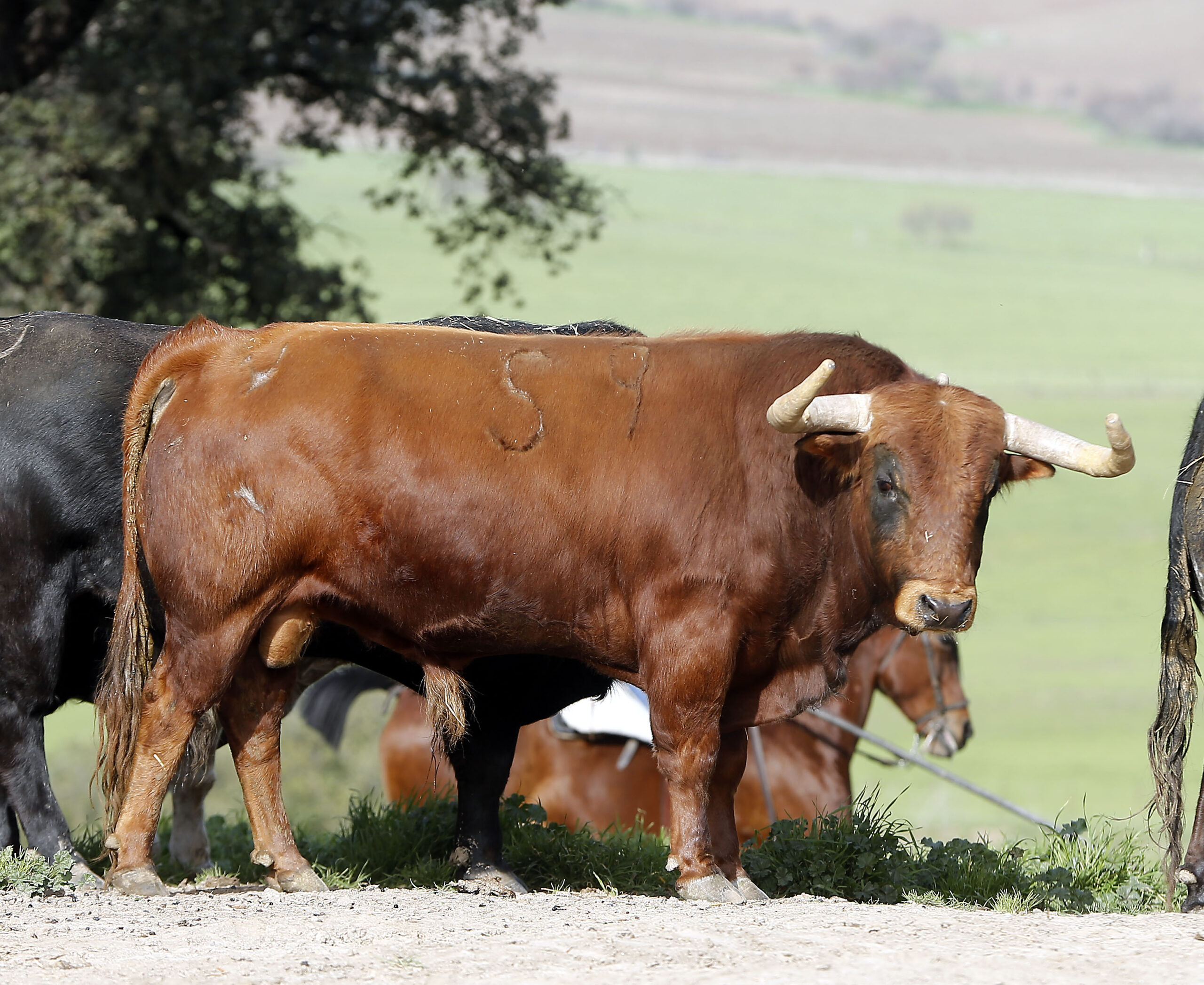 Feria de Pentecostés 2019. Toros de Toros de El Torero para Nimes