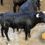 Novillos de Dolores Rufino para Sevilla. 6 de junio de 2019.