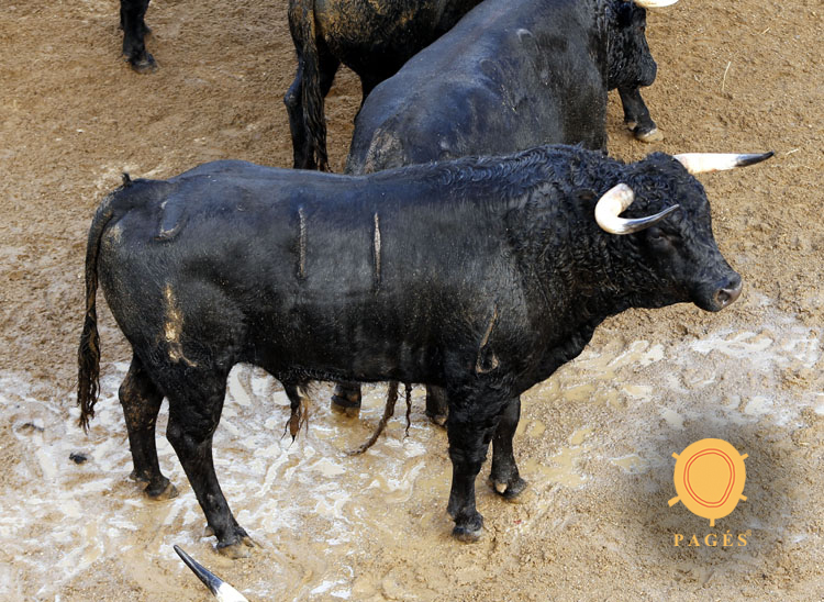 Novillos de Dolores Rufino para Sevilla. 6 de junio de 2019.