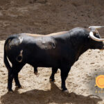 Novillos de Soto de la Fuente para el 13 de junio en Sevilla.