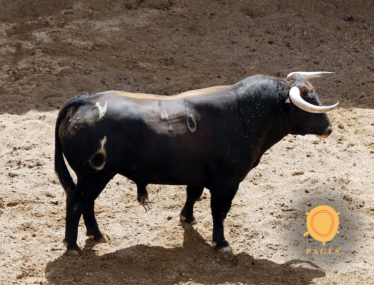 Novillos de Soto de la Fuente para el 13 de junio en Sevilla.