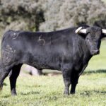 Feria de Pentecostés 2019. Toros de Toros de Juan Pedro Domecq para Nimes