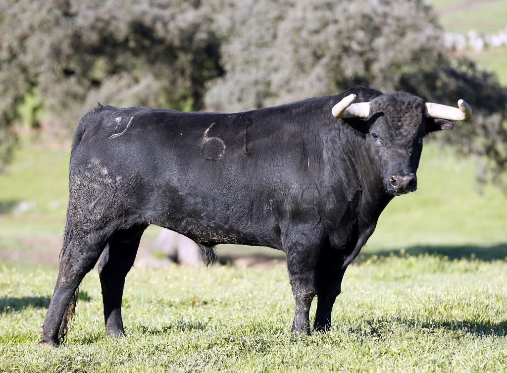 Feria de Pentecostés 2019. Toros de Toros de Juan Pedro Domecq para Nimes