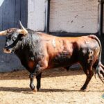 Sorteo. Madrid, domingo 9 de junio de 2019