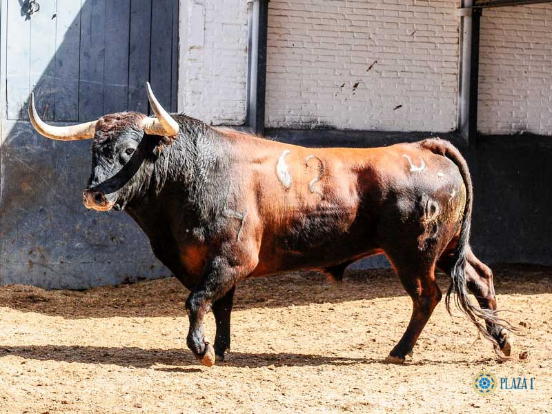 Sorteo. Madrid, domingo 9 de junio de 2019