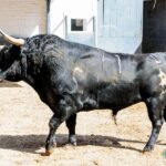 Sorteo. Madrid, domingo 9 de junio de 2019