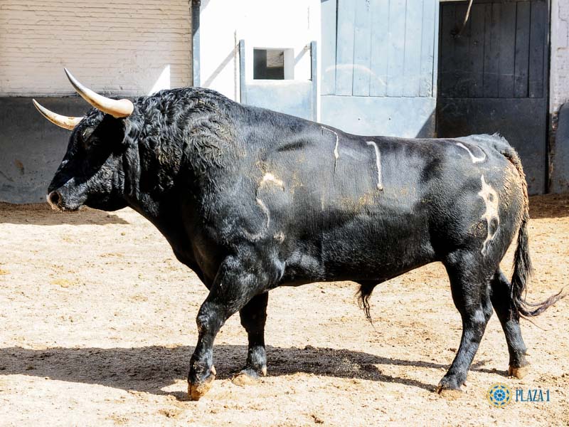 Sorteo. Madrid, domingo 9 de junio de 2019