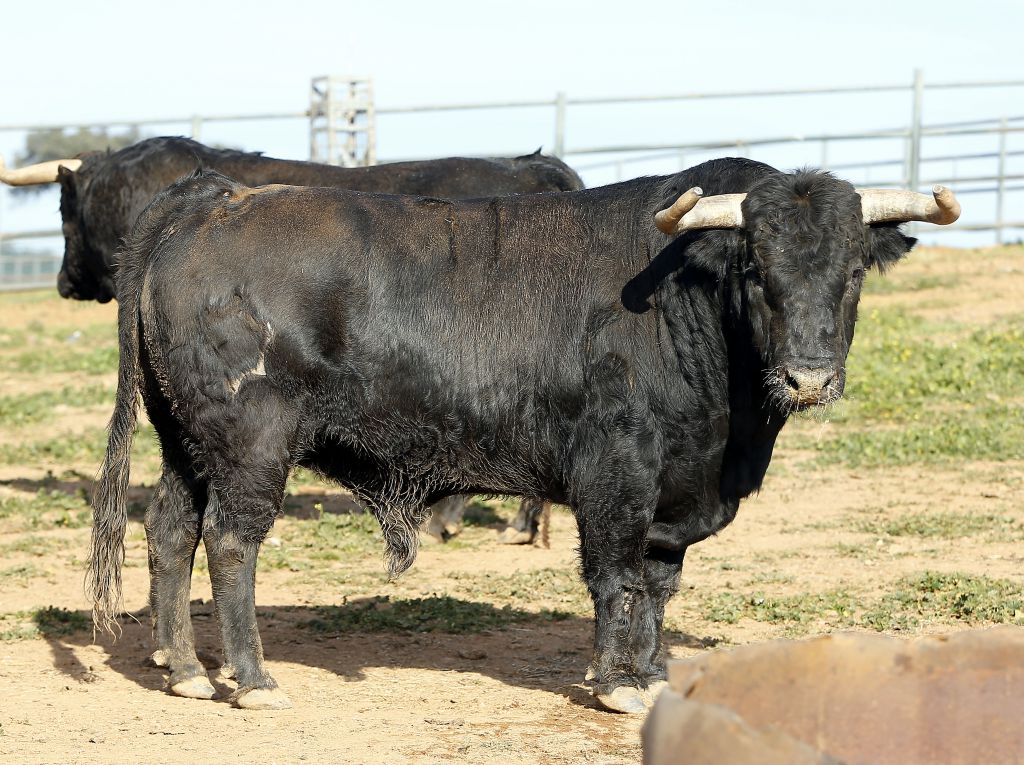 Feria de Pentecostés 2019. Toros de Toros de Jandilla-Vegahermosa para Nimes