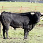 Feria de Pentecostés 2019. Toros de Toros de Juan Pedro Domecq para Nimes