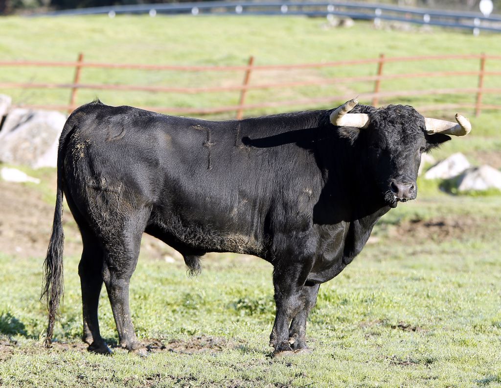 Feria de Pentecostés 2019. Toros de Toros de Juan Pedro Domecq para Nimes