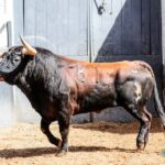 Sorteo. Madrid, domingo 9 de junio de 2019