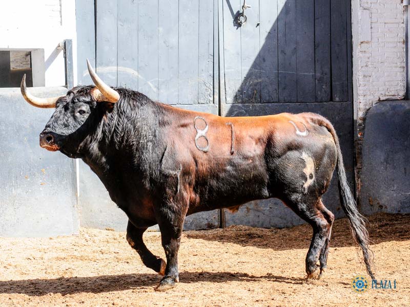 Sorteo. Madrid, domingo 9 de junio de 2019